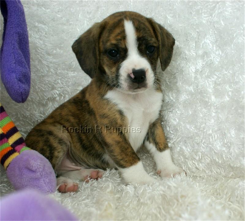 Rufus Boggle Rockin R Puppies